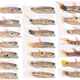 A sample of male guppies, caught from Alligator Creek, North Queensland, where they occur ferally. The size and placement of color spots in male guppies is among the most genetically variable traits yet studied.